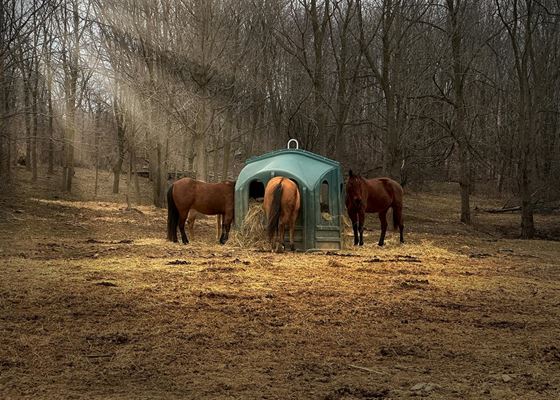 Heste foder - hvad du skal vide for at pleje din hests ernæring