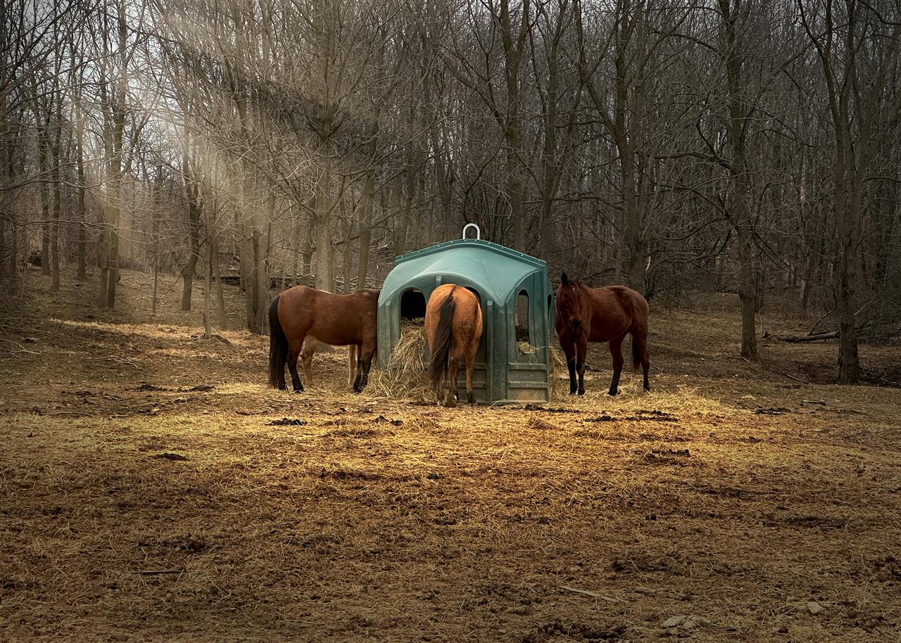 Heste foder - hvad du skal vide for at pleje din hests ernæring